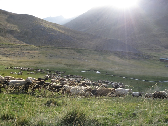 رسم چمن و رمه گوسفندان
